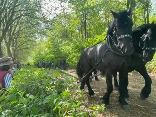 Concours de débardage à Dompierre-sur-Helpe les 8 et 9 mai