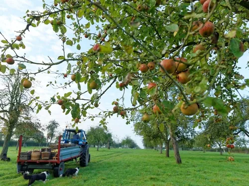 Boué : joli succès pour la Fête de la pomme et du cidre