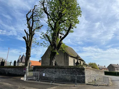 Bataille juridique autour des marronniers de Wattignies-La-Victoire