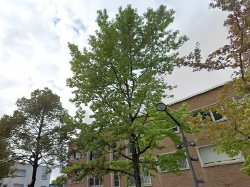 Maubeuge : un arbre abattu avenue de France pour des raisons de...