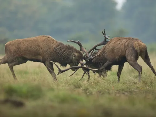Grottes de Han : écoutez le brame du cerf au plus près