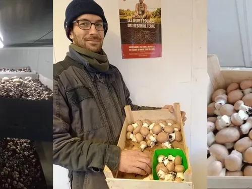 Guise : un salon dédié aux champignons ce week-end