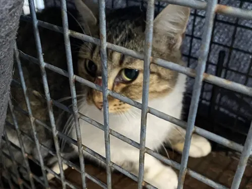 Des bénévoles pour Landrechats ! 