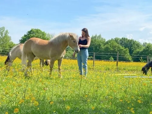 Boué : les bienfaits apportés par les chevaux de « Reflet Repère » 