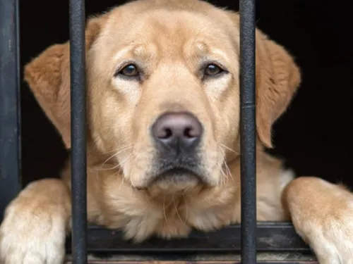 Fourmies : 150 € par animaux errants capturés