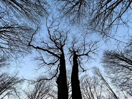 Fourmies : création d’un zone protégée « Natura 2000 » en forêt