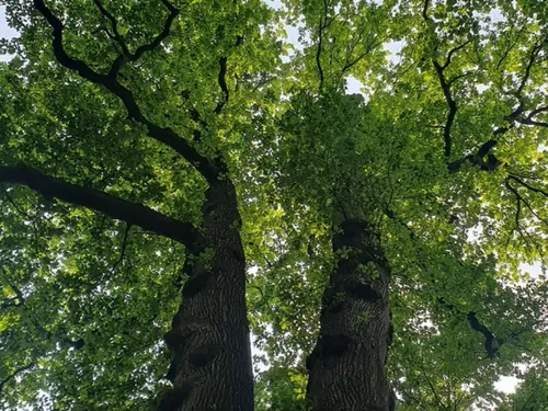 Fourmies : exploitation forestière aux étangs des moines