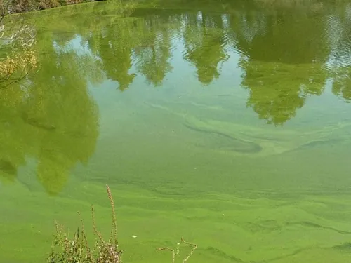 Cousolre : une présence de cyanobactéries signalée à l’étang Claude...