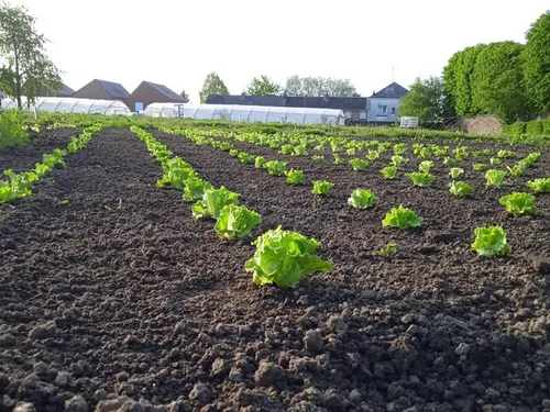 Maubeuge : projets de développements pour les serres maraichères...