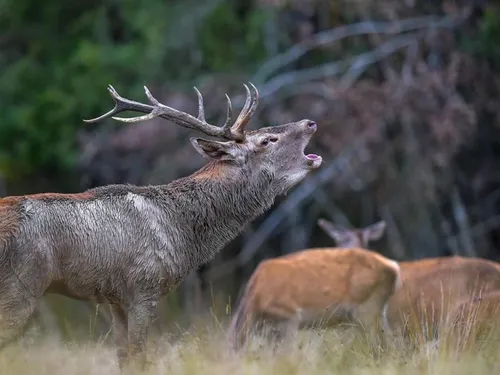 Une pétition pour sauver les cerfs ! 