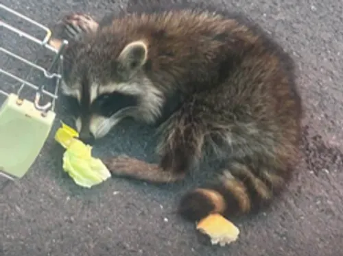 Avesnois : pourquoi il ne faut surtout pas recueillir un raton laveur