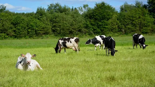 Une maladie bovine contagieuse (seulement pour les animaux) aux...