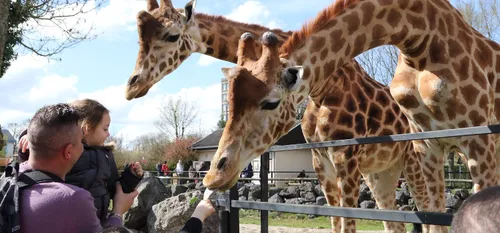 Le décès d’une des deux girafes du Zoo de Maubeuge