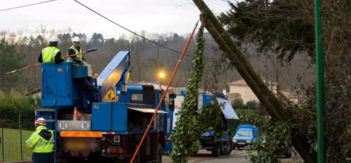 Cousolre : Un arbre tombe sur une ligne à haute tension
