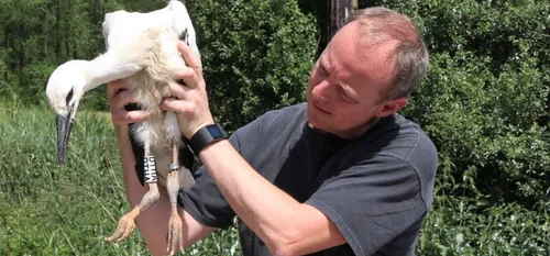 Des cigogneaux bagués hier à Hachette