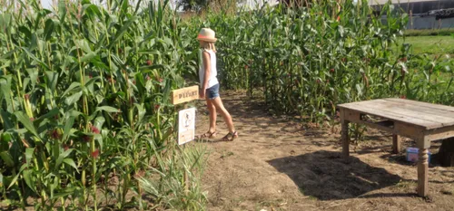 Colleret : le labyrinthe de maïs ouvre le 14 juillet avec un mois...