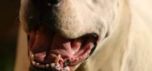 Jeunes femmes mordues, poules et moutons égorgés Mickaël Hiraux...