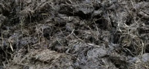 Beaufort : 200 m3 de lisier s'écoulent dans un ruisseau