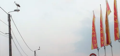 La Longueville : des cigognes chez l'entrepreneur Lorban