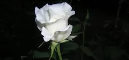 Pont-sur-Sambre : une marche blanche pour Cody