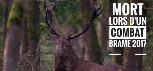 Mort de King Charles, l'un des grands cerfs de la forêt de Mormal