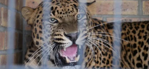 Ludo, nouveau pensionnaire du Zoo de Maubeuge