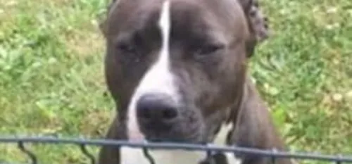 Une ignoble affaire de chien, dont la peau était dans un état de...