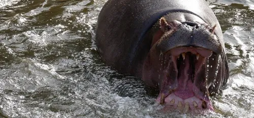 Le Zoo de Maubeuge a fait le plein de records en 2017