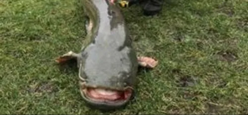 2 mètres et plus de 70 kilos !