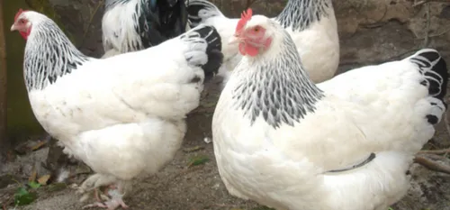 Adopter des poules pour réduire le poids (financier) des déchets