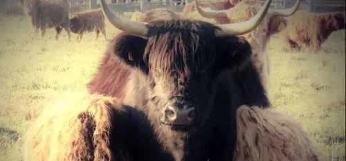 La ferme du beau pays cherche des prairies