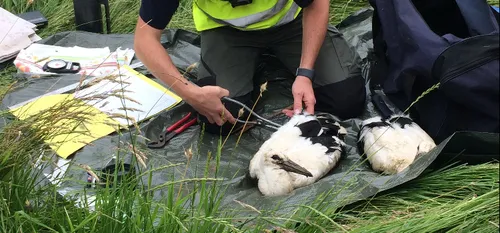 Trois cigogneaux bagués à Hachette