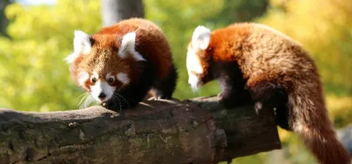 Pairi Daiza : élu meilleur zoo d'Europe !