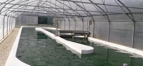 Frasnoy - La spiruline, ce produit qui apporte un surplus d'énergie...