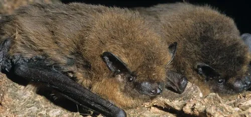 Nuit internationale de la chauve souris