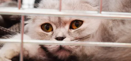 Val de Sambre - Un nouveau chenil intercommunal pour 2021 ?