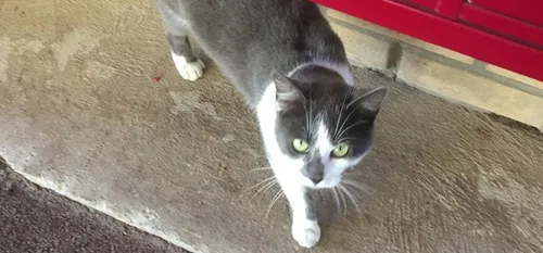 Fripouille cherche de nouveaux maîtres.