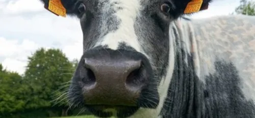 Vénérolles : une surmortalité de bovins et d’ovins à l’origine de...