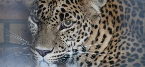 Maubeuge - Pour 2019, de nouvelles naissances au Zoo ?