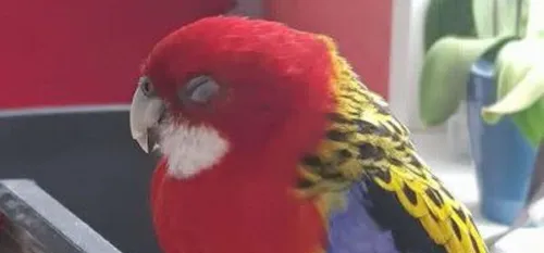 Aurélie a retrouvé sa perruche grâce à son appel : une belle histoire