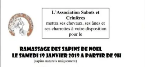 Gommegnies : des chevaux pour ramasser des sapins.