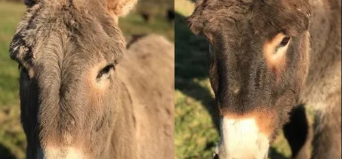 Nestor et Chicane, perdus et retrouvés !