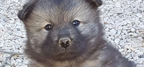 au 14 février dans le Coeur de l'Avesnois et au Pays de Mormal