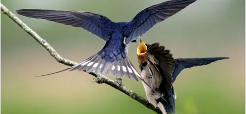 Comment bien accueillir les hirondelles chez soi ?