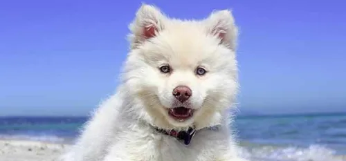 Les chiens des Hauts-de-France au Salon de l'agriculture.