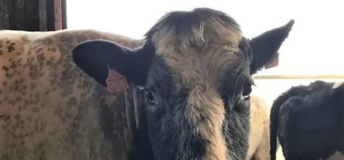 L'égérie du Salon de l'Agriculture, sur le départ pour Paris
