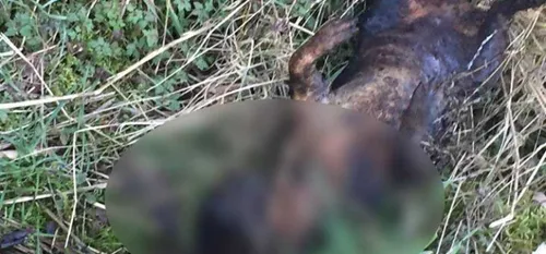 Cartignies : un chien retrouvé calciné sur le bord de la route