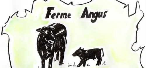 "Poppy" sera la nom de la première femelle à la Ferme Angus