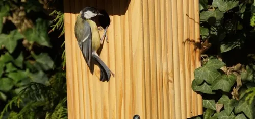 Bavay : accueillir les mésanges pour le printemps.