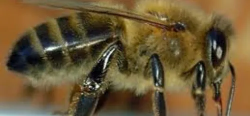 Un point sur la situation des abeilles dans notre région